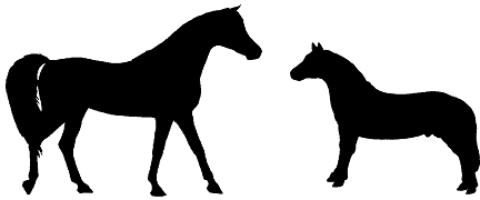 Silhouette of horses